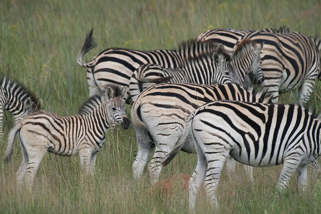 Rietvlei Nature Reserve 7-02-09 437 Rietvlei Nature Reserve 7-02-09 437