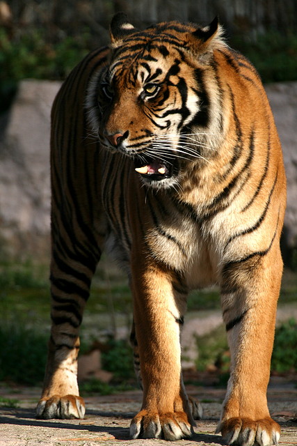 Zoo de Barcelona 08-01-2011 148 Zoo de Barcelona 08-01-2011 148