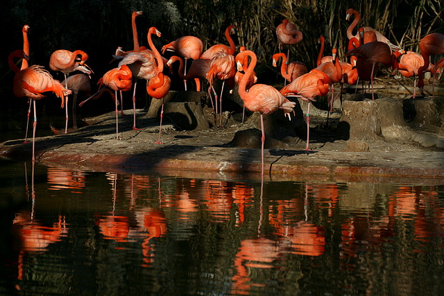 Zoo de Barcelona 01-03-11 375 Zoo de Barcelona 01-03-11 375