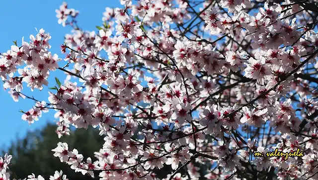 04, almendro en flor, marca