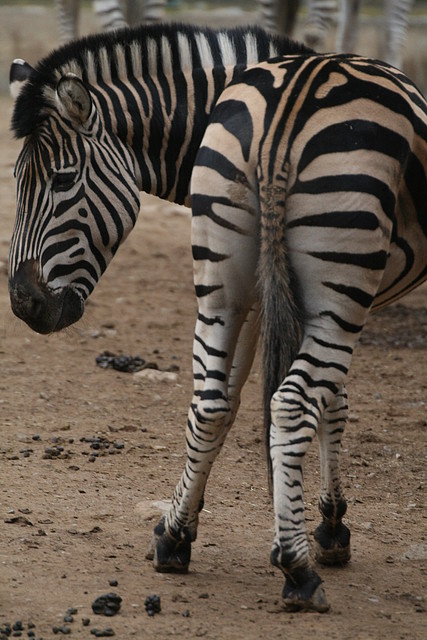 Zoo de Barcelona 28-01-11 244 Zoo de Barcelona 28-01-11 244