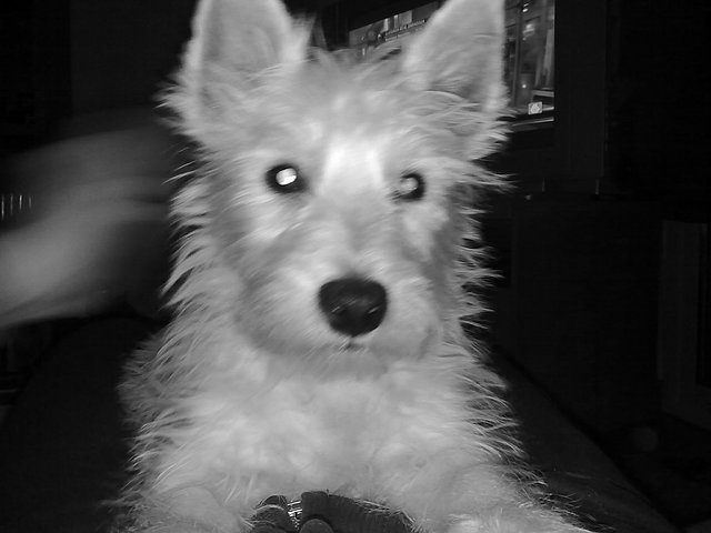 Xispa Xispa