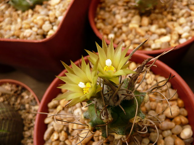 T. Flaviflorus