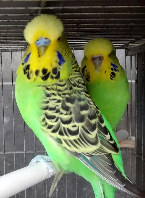 pareja ingleses pareja ingleses