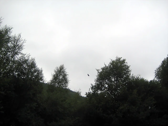 IMG_0247 IMG_0247