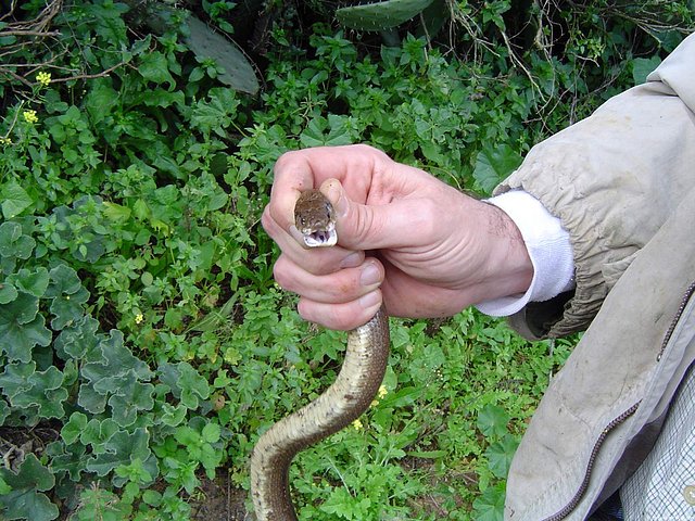 serpiente dormitante