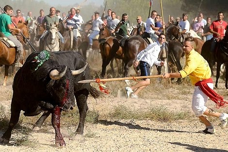 Toro de la Vega