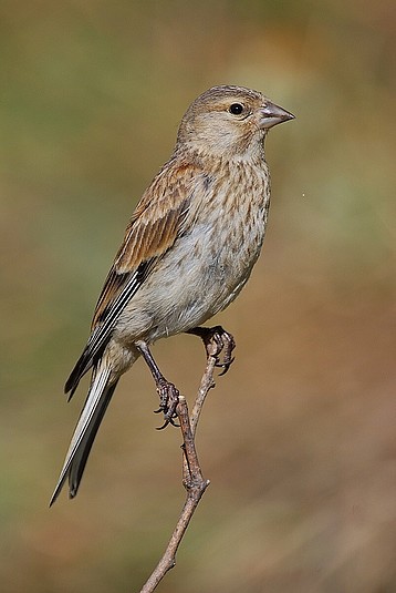 Pardillo macho joven mudado