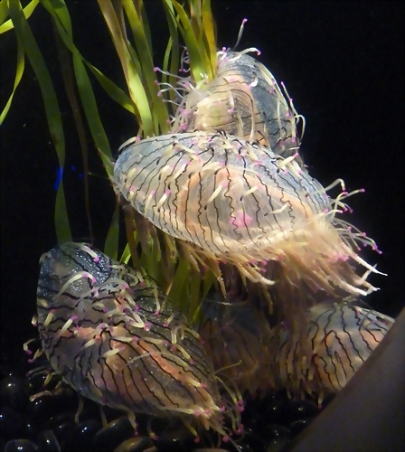 Olindias formosa (23-7-19 New England aquarium) Olindias formosa (23-7-19 New England aquarium)