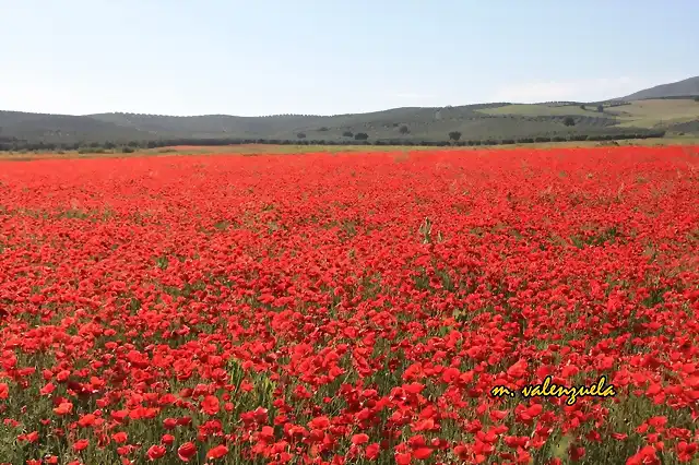 003, mar de amapolas 3, marca