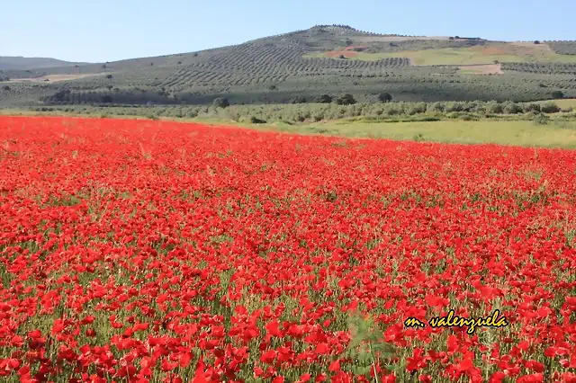 002, mar de amapolas 2, marca