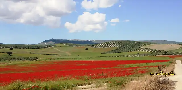 001, mar de amapolas, marca