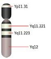 Cromosoma Y