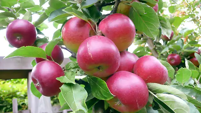 apples[1]