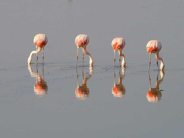 Flamencos