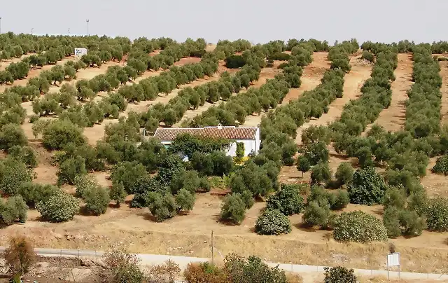 008 cortijo zamora