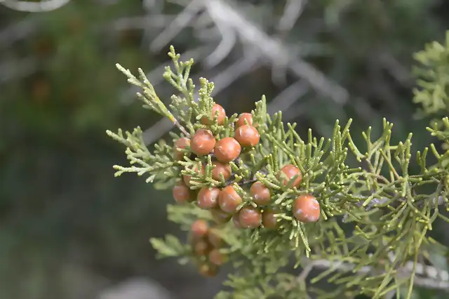 juniperus phoenicea