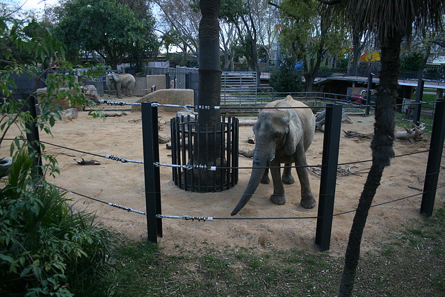 Zoo de Barcelona 07-12-2010 024 Zoo de Barcelona 07-12-2010 024