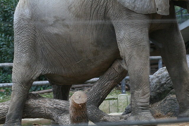 Zoo de Barcelona 07-12-2010 063 Zoo de Barcelona 07-12-2010 063