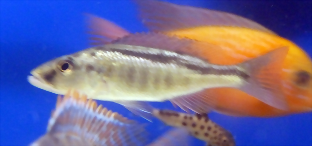 Champsochromis spilorhynchus Champsochromis spilorhynchus