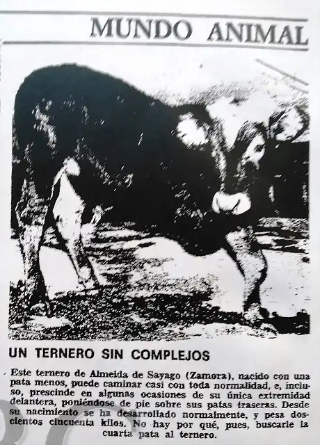 TERNERO-1979