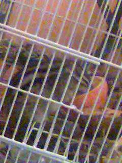 Flapp Flapp