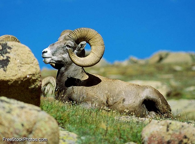 BighornRam5