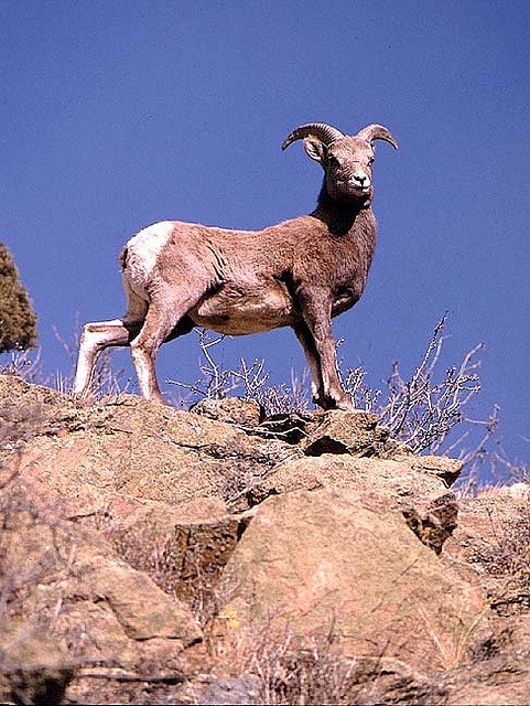 BighornSheep4