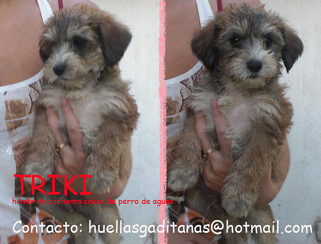 TRIKI cachorrita adoptada