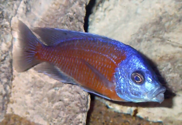 Copadichromis borleyi Copadichromis borleyi