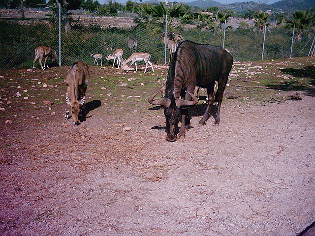 PIC04821 PIC04821