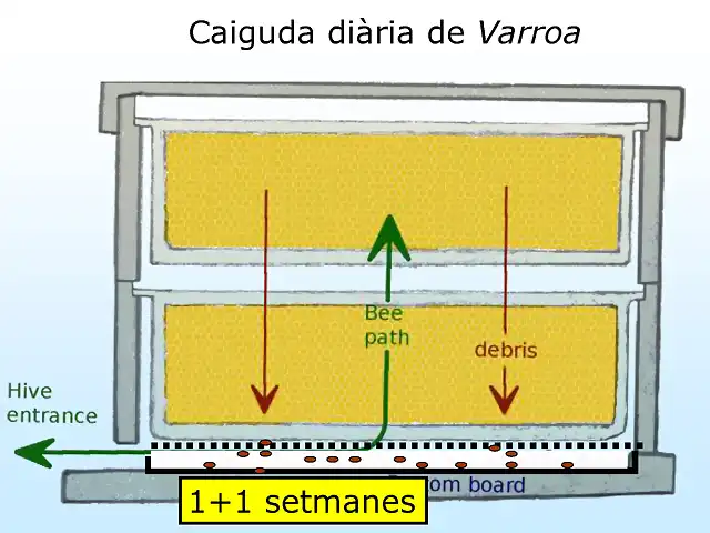 P?ginas desdeAlcover Varroa 20141418812207446_P?gina_3