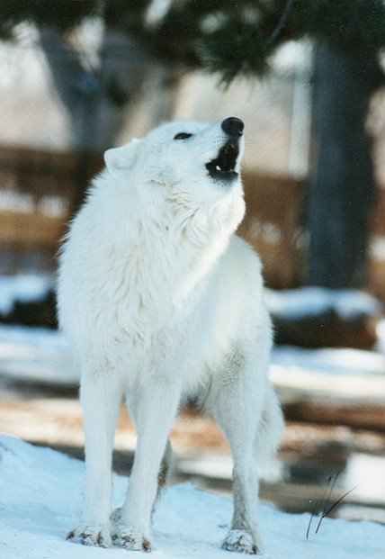 Howling Artic Wolf_1876-7