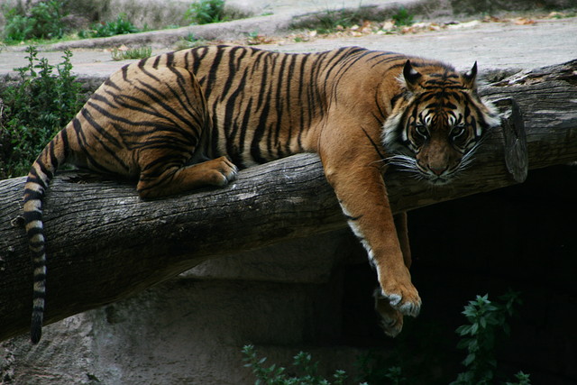 Zoo de Barcelona 118 Zoo de Barcelona 118