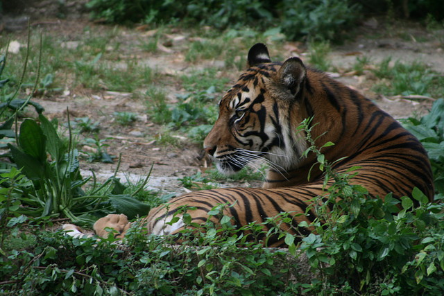 Zoo de Barcelona 223 Zoo de Barcelona 223