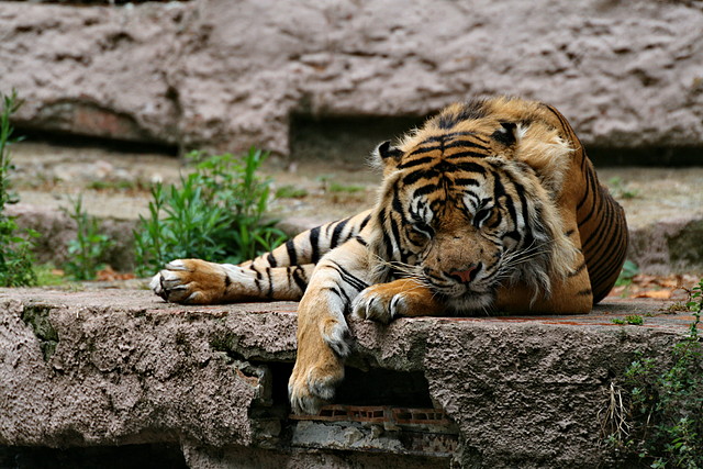 Zoo de Barcelona 315 Zoo de Barcelona 315