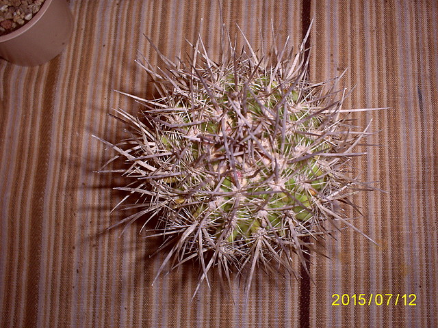 S5036976 S5036976