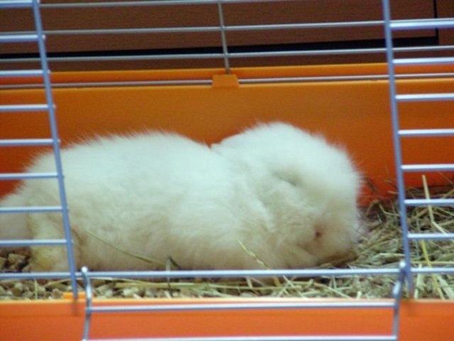Spam durmiendo! Spam durmiendo!