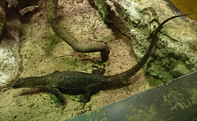 Varanus rudicollis 2 (19-7-23 Akvariet i Bergen) Varanus rudicollis 2 (19-7-23 Akvariet i Bergen)