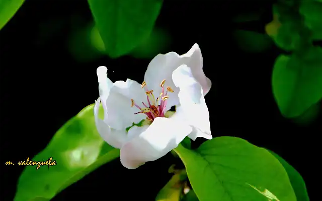 08, flor del membrillo, marca 3