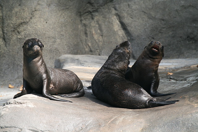 Zoo de Barcelona 08-07-2010 211 Zoo de Barcelona 08-07-2010 211