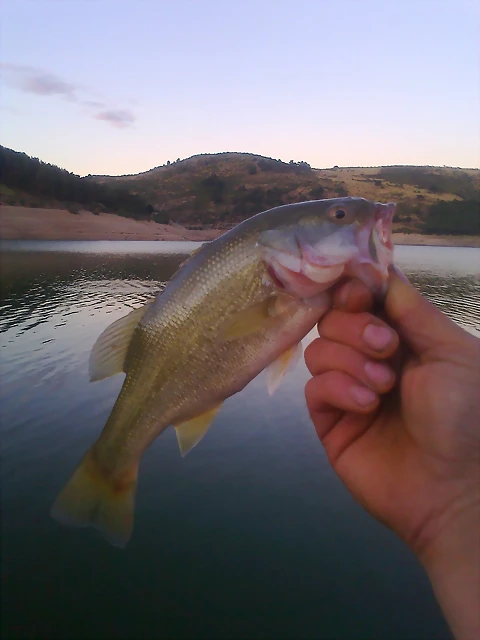 Black Bass Ace?a 02