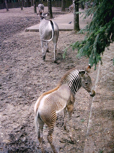 PIC03331 PIC03331