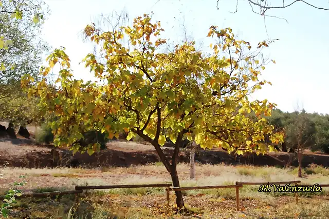 01, otoo en el llano, marca