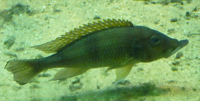 Gnathochromis permaxillaris Gnathochromis permaxillaris