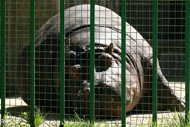 Zoo de Barcelona 03-04-11 578 Zoo de Barcelona 03-04-11 578