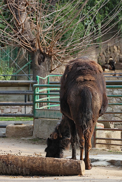 Zoo de Barcelona 31-01-12 107 Zoo de Barcelona 31-01-12 107