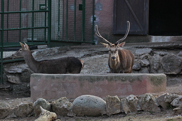 Zoo de Barcelona 31-01-12 079 Zoo de Barcelona 31-01-12 079