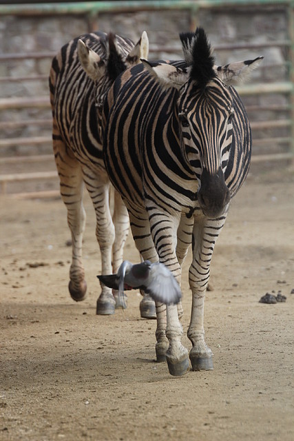 Zoo de Barcelona 31-01-12 099 Zoo de Barcelona 31-01-12 099
