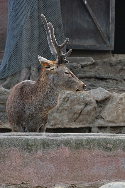Zoo de Barcelona 31-01-12 071 Zoo de Barcelona 31-01-12 071